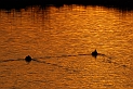 Mallards at sunset - E